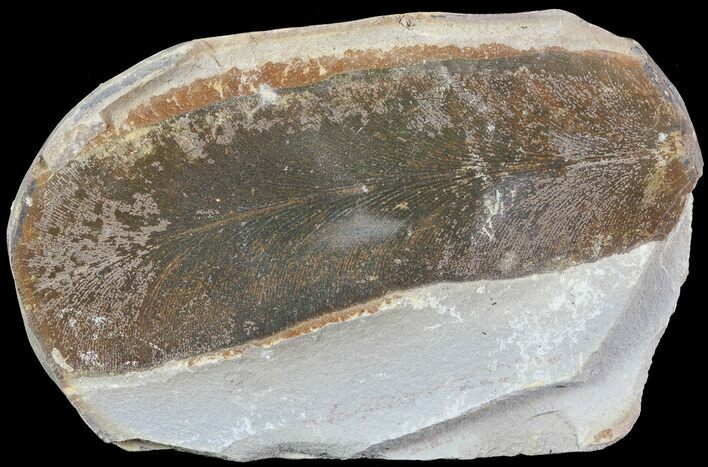 Neuropteris Fern Fossil - Mazon Creek #72384